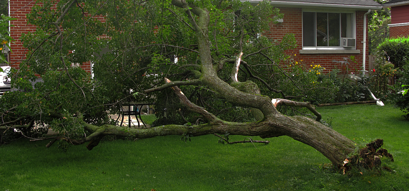 images/SOUTH_JERSEY_EMERGENCY_TREE_SERVICE.jpg